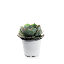 Load image into Gallery viewer, Succulent, 3.5in, Echeveria Amistar
