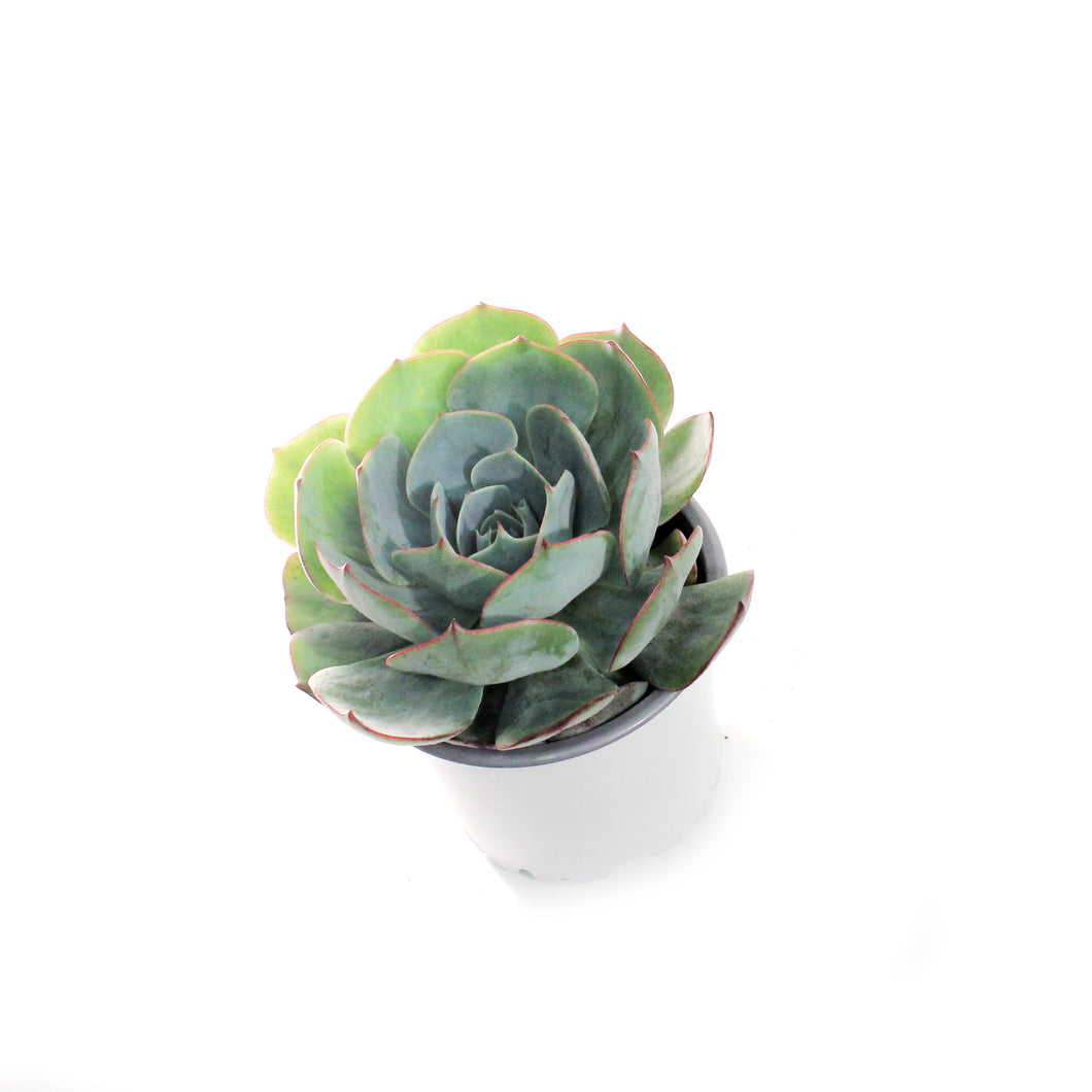 Succulent, 3.5in, Echeveria Amistar