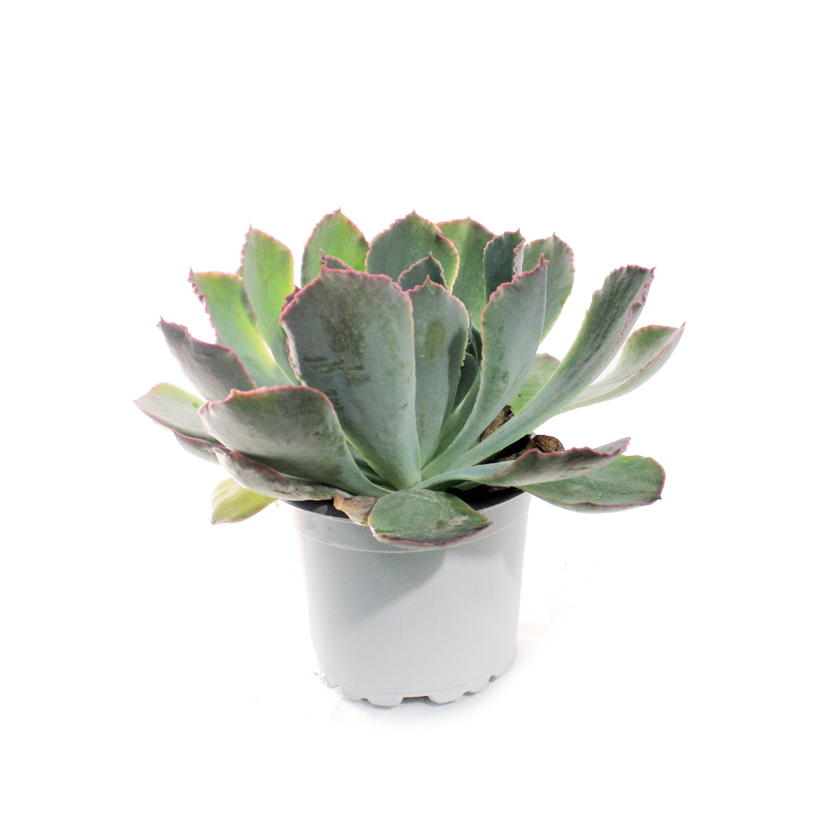 Succulent, 3.5in, Echeveria Purple Dance