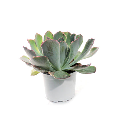 Succulent, 3.5in, Echeveria Purple Dance