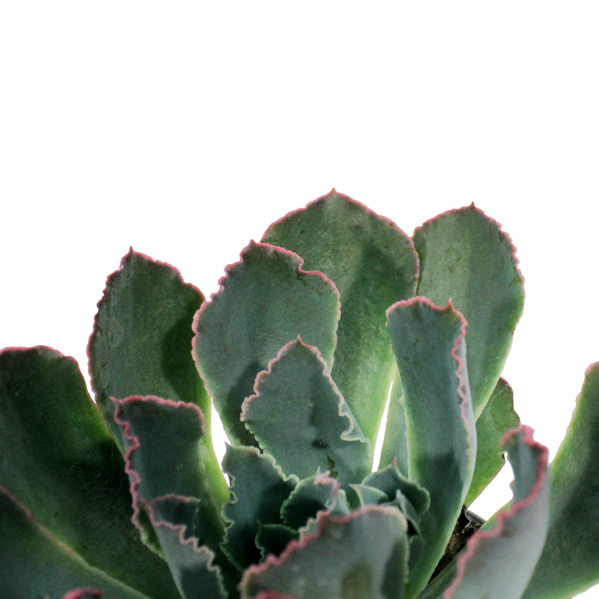 Succulent, 3.5in, Echeveria Purple Dance