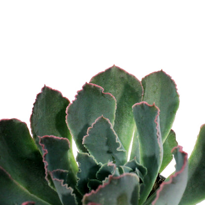 Succulent, 3.5in, Echeveria Purple Dance