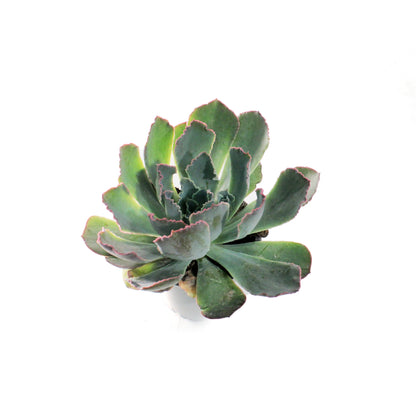 Succulent, 3.5in, Echeveria Purple Dance