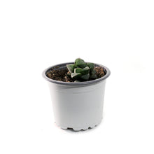 Load image into Gallery viewer, Succulent, 3.5in, Haworthia Retusa Star Cactus
