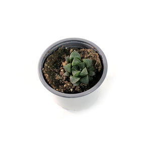 Succulent, 3.5in, Haworthia Retusa Star Cactus