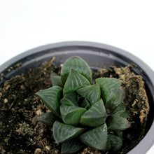 Load image into Gallery viewer, Succulent, 3.5in, Haworthia Retusa Star Cactus
