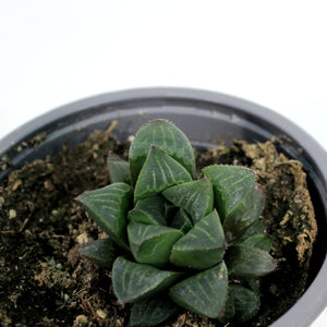 Succulent, 3.5in, Haworthia Retusa Star Cactus