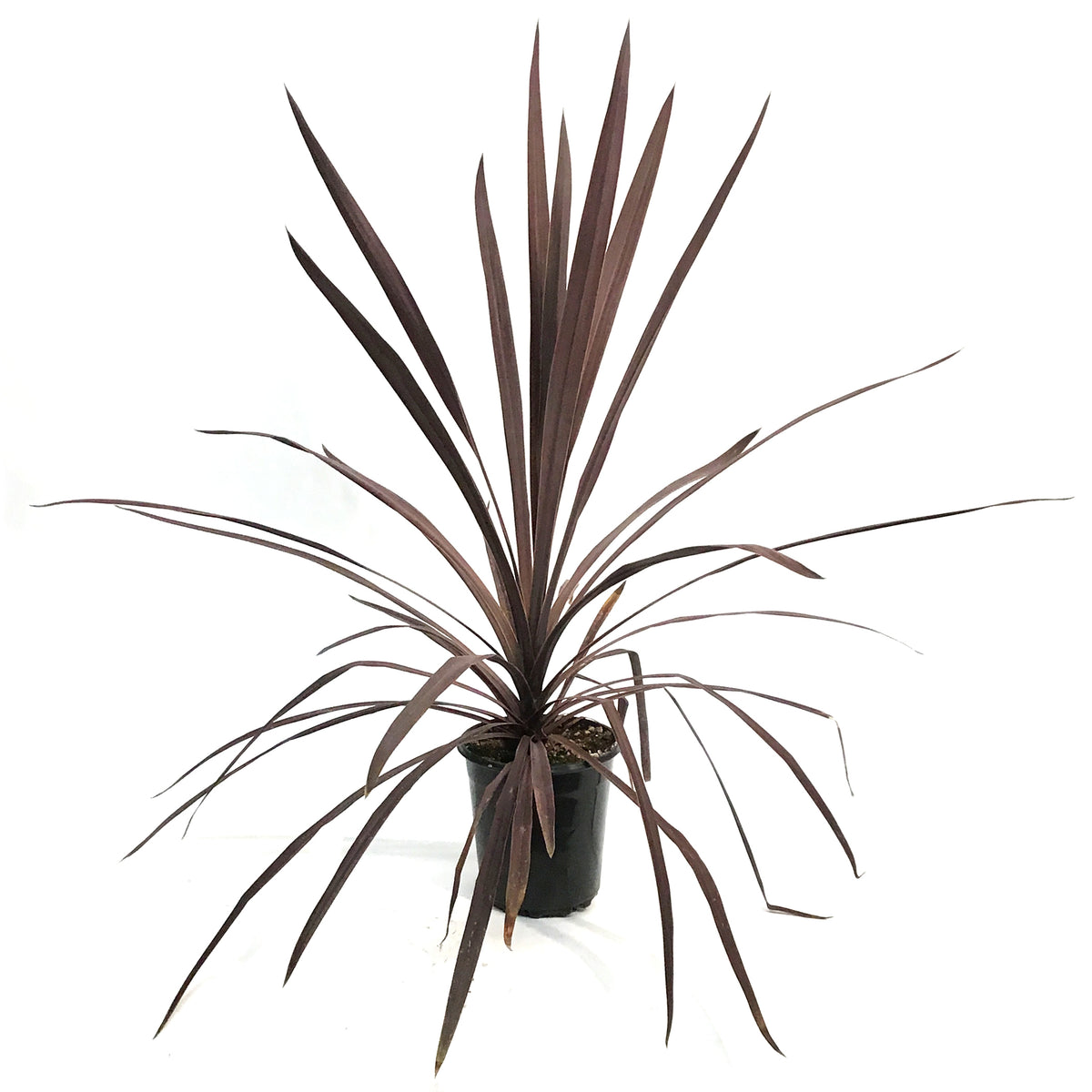 Annual, 1gal, Potted, Cordyline