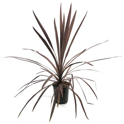 Annual, 1gal, Potted, Cordyline