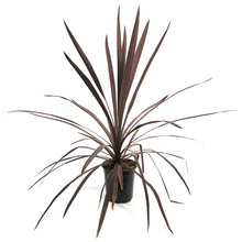 Load image into Gallery viewer, Annual, 1gal, Potted, Cordyline
