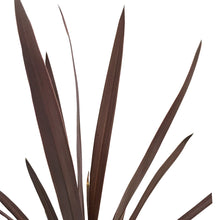 Load image into Gallery viewer, Annual, 1gal, Potted, Cordyline
