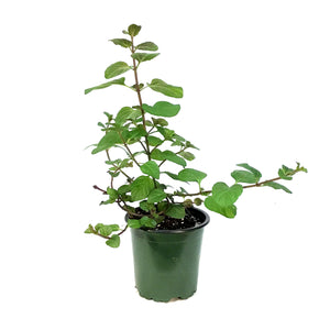 Herb, 4in, Mint, Orange