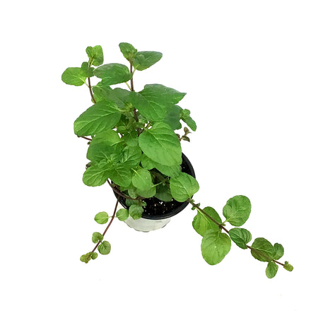 Herb, 4in, Mint, Orange