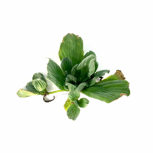 Water Lettuce, Bulk
