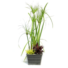 Load image into Gallery viewer, Aquabasket Planter, 8in, Cyperus
