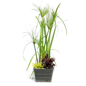 Aquabasket Planter, 8in, Cyperus