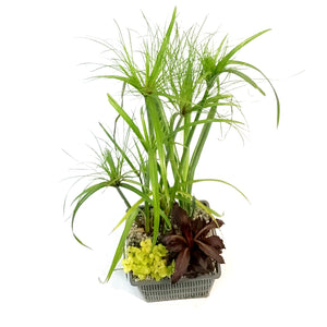 Aquabasket Planter, 8in, Cyperus