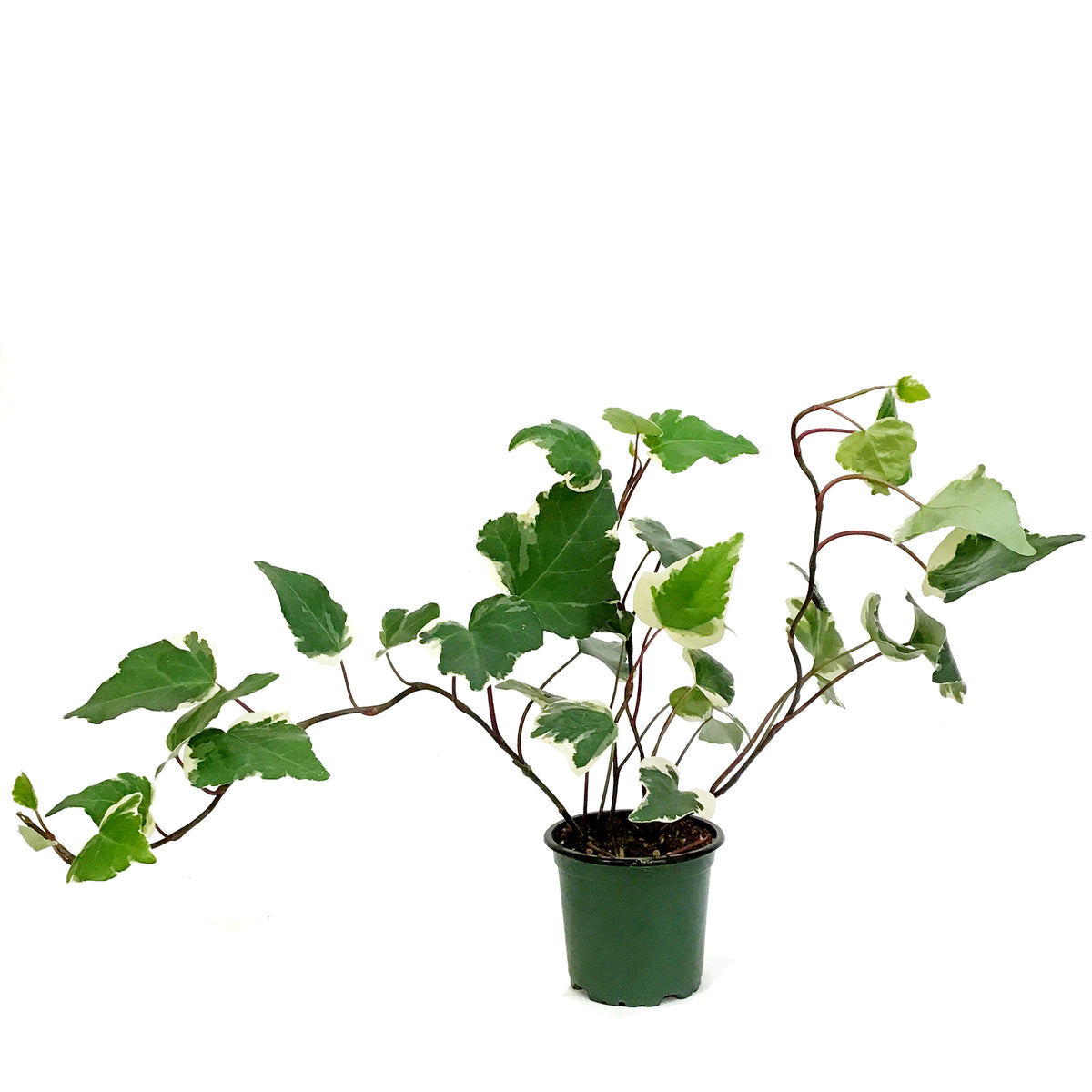 Ivy, 4in, Marengo