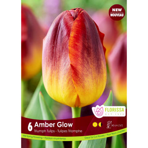 Tulip, Triumph - Amber Glow Bulbs, 6 Pack
