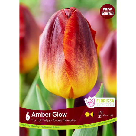 Tulip, Triumph - Amber Glow Bulbs, 6 Pack