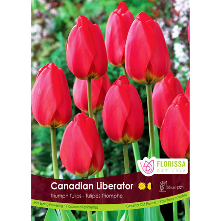 Tulip, Triumph - Canadian Liberator Bulbs, 6 Pack