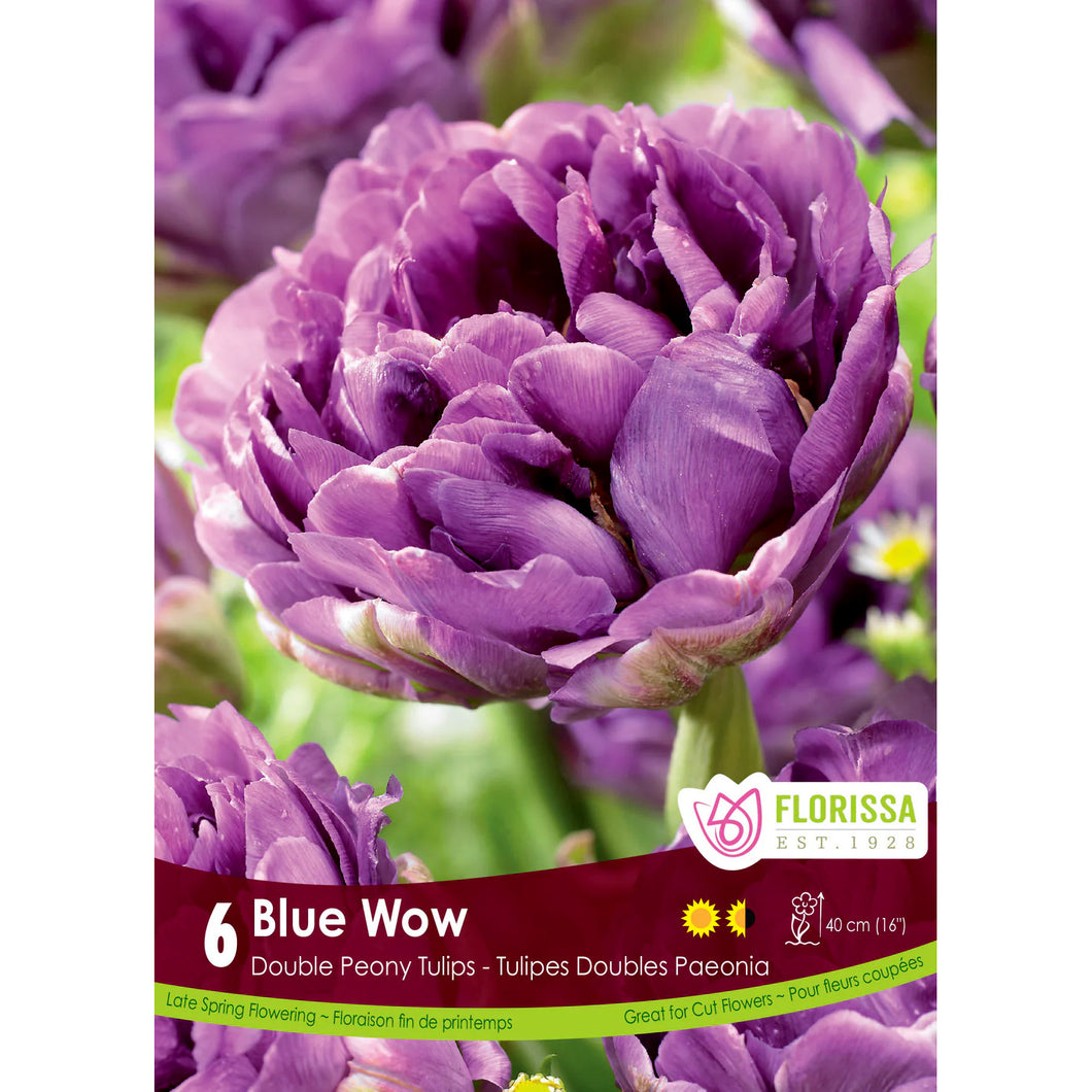 Tulip, Double Peony - Blue Wow Bulbs, 6 Pack