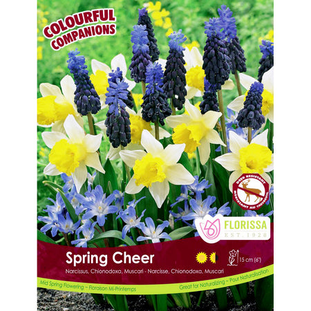 Colourful Companions - Spring Cheer Bulbs, 12 Pack