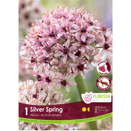 Allium - Silver Spring Bulbs, 1 Pack