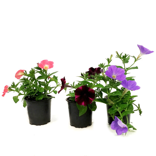 Annual, 4in, Petunia