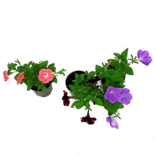 Load image into Gallery viewer, Annual, 4in, Petunia
