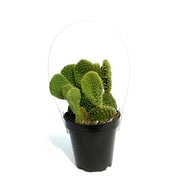 Cactus, 9cm, Opuntia microdasys monstrose