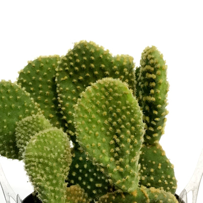 Cactus, 9cm, Opuntia microdasys monstrose
