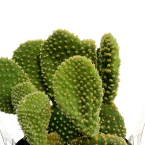 Cactus, 9cm, Opuntia microdasys monstrose