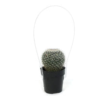 Load image into Gallery viewer, Cactus, 2.5in, Mammillaria Hahniana &#39;Old Lady&#39;
