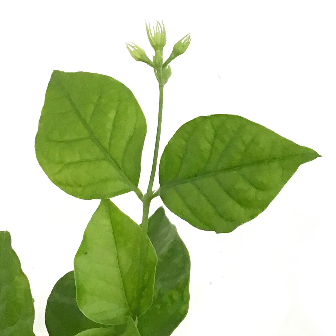 Jasmine, 4in, Arabian – Floral Acres Greenhouse & Garden Centre