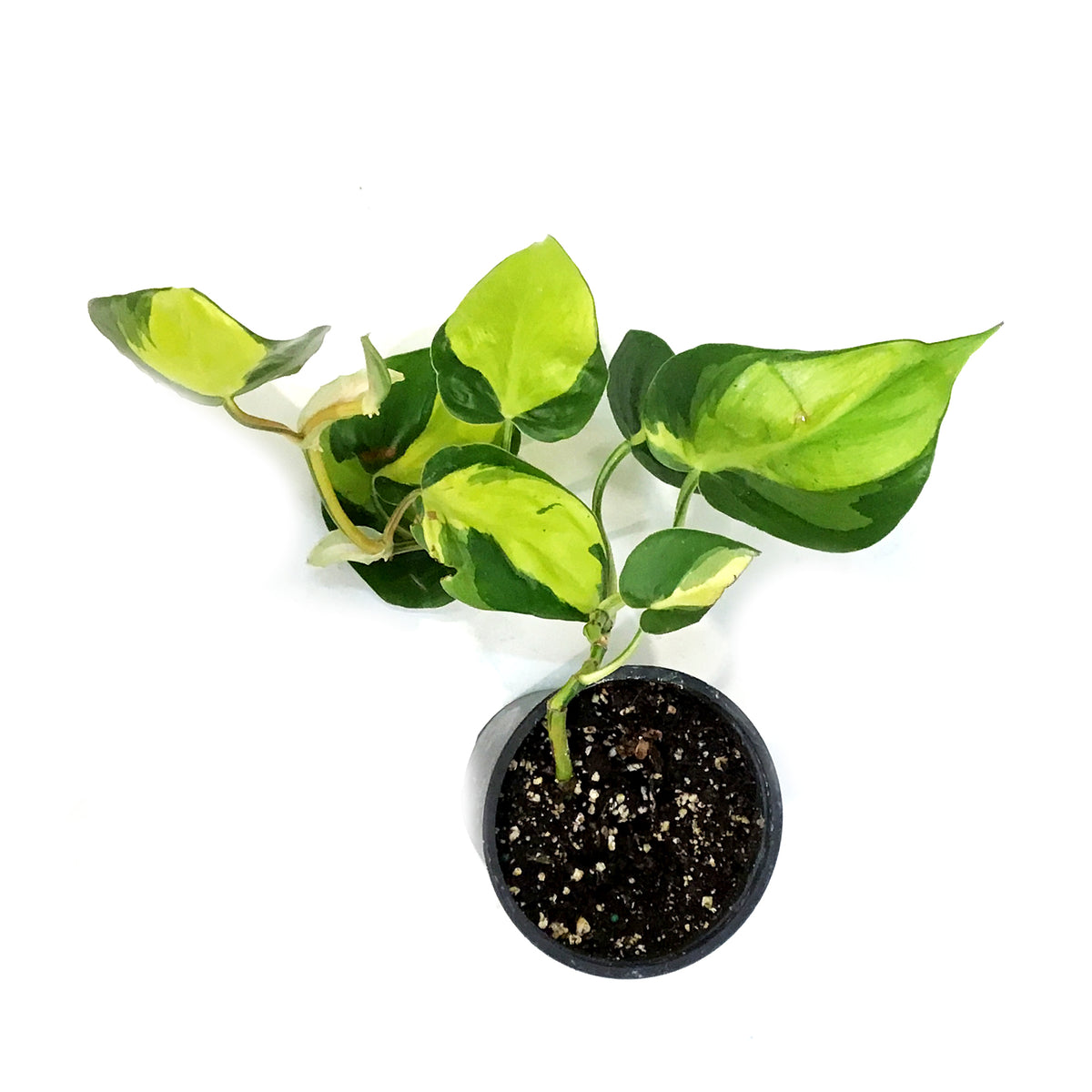 Philodendron, 4in, Brasil
