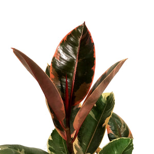 Ficus, 10in, Ruby