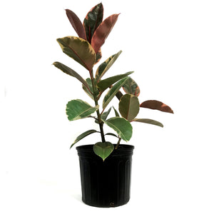 Ficus, 10in, Ruby