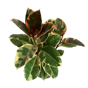 Ficus, 10in, Ruby