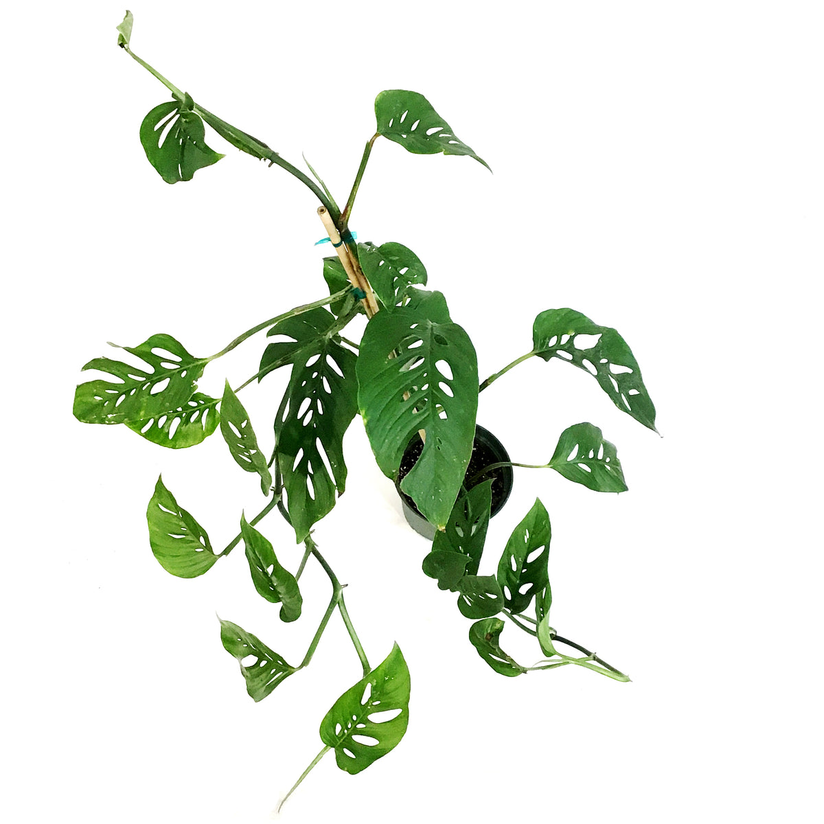 Monstera, 6in, Esqueleto