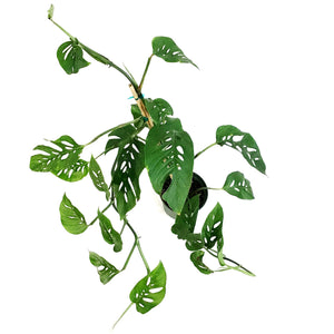 Monstera, 6in, Esqueleto