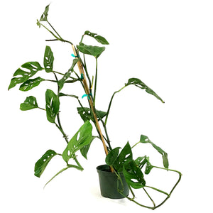 Monstera, 6in, Esqueleto