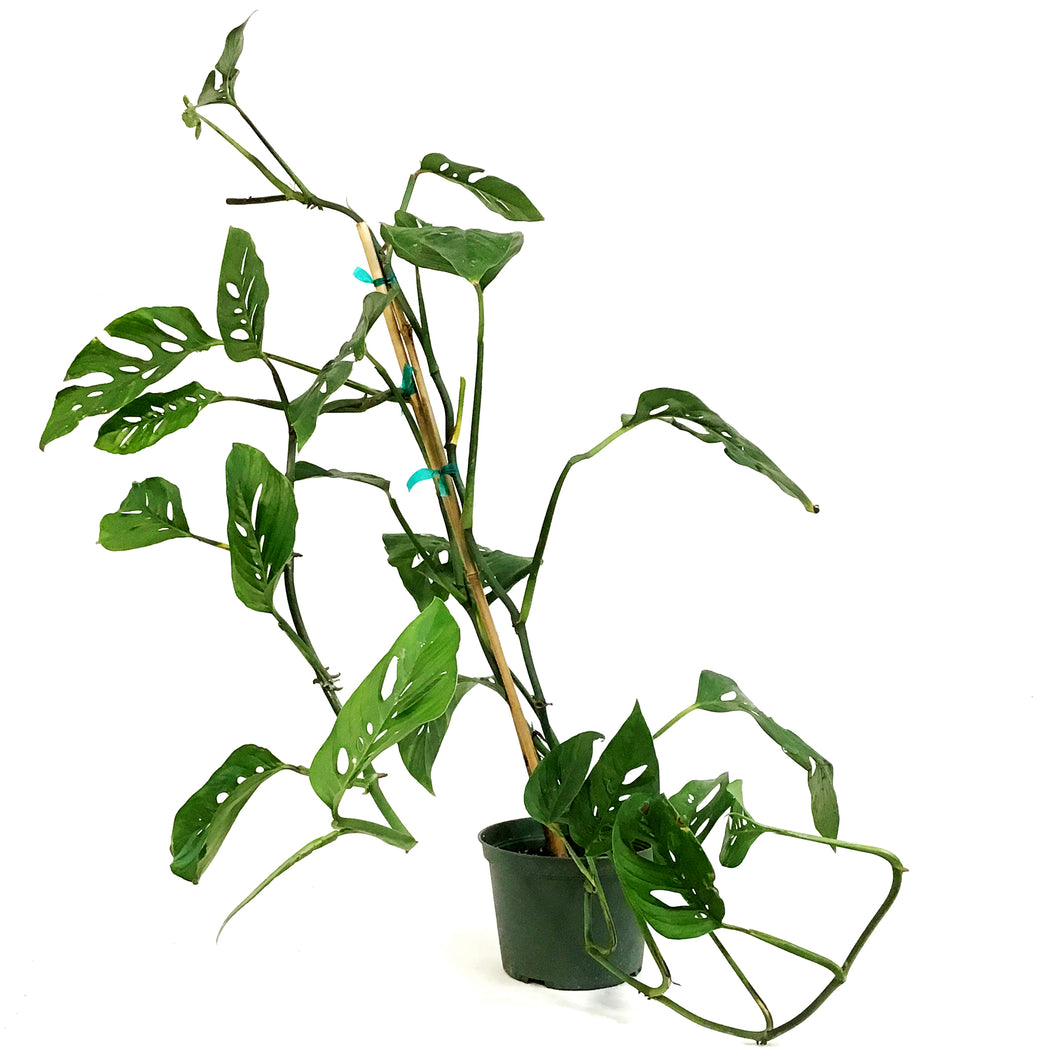 Monstera, 6in, Esqueleto