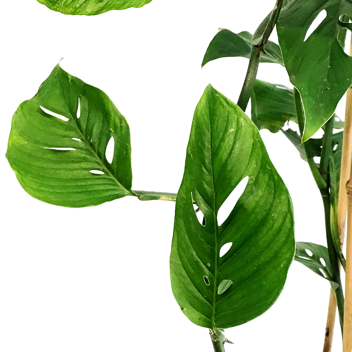 Monstera, 6in, Esqueleto