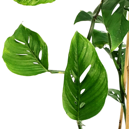 Monstera, 6in, Esqueleto