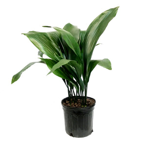 Aspidistra, 8in, Cast Iron