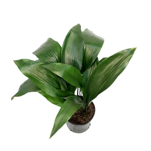 Aspidistra, 8in, Cast Iron