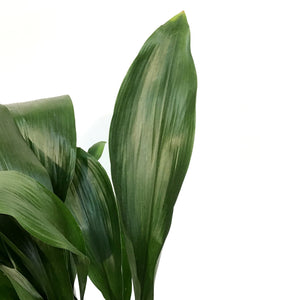 Aspidistra, 8in, Cast Iron