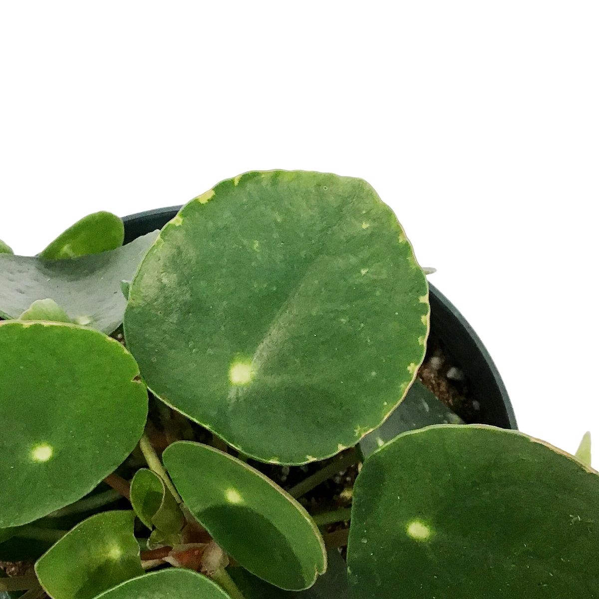 Pilea, 6in, Peperomioides
