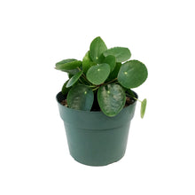 Load image into Gallery viewer, Pilea, 6in, Peperomioides
